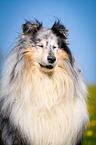 blue-merle Collie