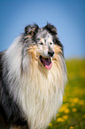 blue-merle Collie