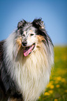 blue-merle Collie
