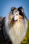blue-merle Collie