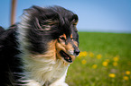 Collie Portrait