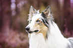 Collie Portrait