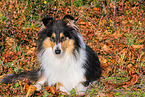 Collie H�ndin