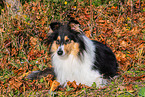 Collie H�ndin