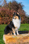 Collie H�ndin