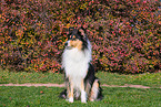 Collie H�ndin