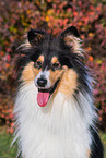 Collie H�ndin