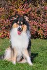 Collie H�ndin