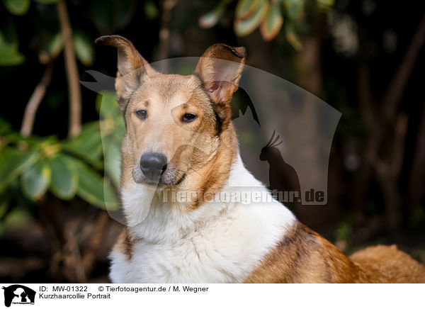Kurzhaarcollie Portrait / shorthaired Collie / MW-01322