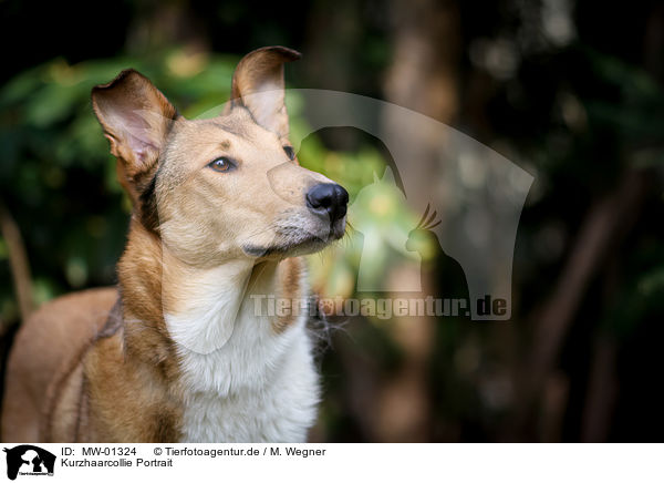 Kurzhaarcollie Portrait / shorthaired Collie / MW-01324