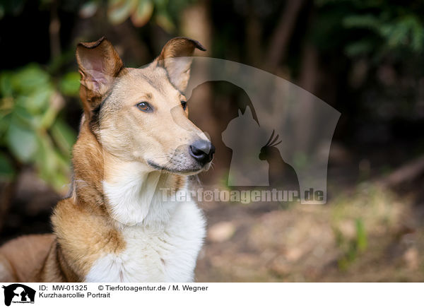 Kurzhaarcollie Portrait / shorthaired Collie / MW-01325