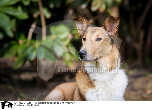 Kurzhaarcollie Portrait / shorthaired Collie / MW-01326