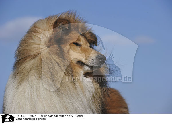 Langhaarcollie Portrait / longhaired collie portrait / SST-08036
