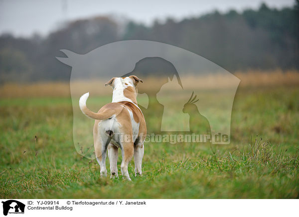 Continental Bulldog / Continental Bulldog / YJ-09914