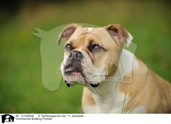 Continental Bulldog Portrait / YJ-09938