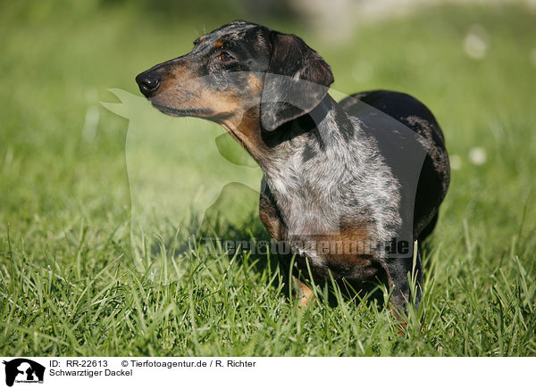 Schwarztiger Dackel / black-tan-dapple teckel / RR-22613