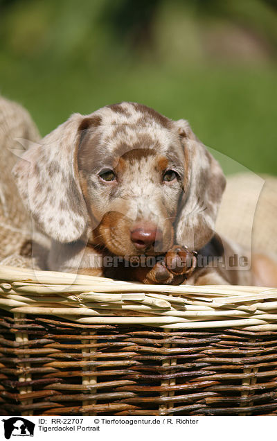 Tigerdackel Portrait / Tigerteckel Portrait / RR-22707