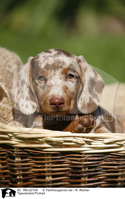 Tigerdackel Portrait / Tigerteckel Portrait / RR-22708