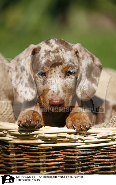 Tigerdackel Welpe / Tigerteckel puppy / RR-22714