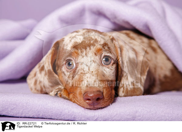 Tigerdackel Welpe / Tigerteckel puppy / RR-22721
