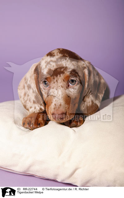 Tigerdackel Welpe / Tigerteckel puppy / RR-22744