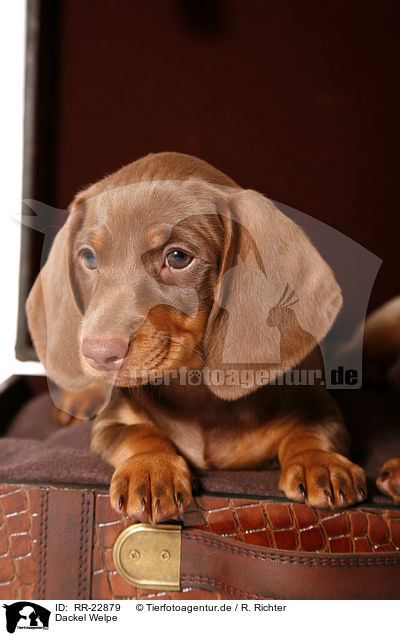 Dackel Welpe / teckel puppy / RR-22879
