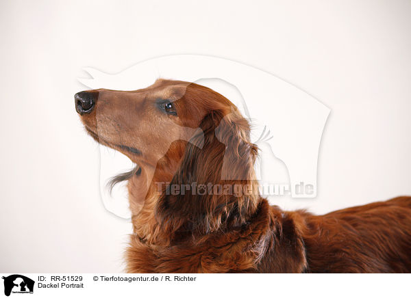 Dackel Portrait / dachshund portrait / RR-51529