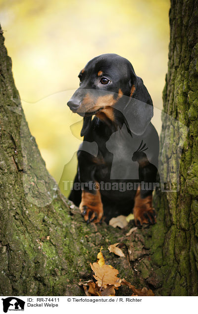 Dackel Welpe / Dachshund Puppy / RR-74411