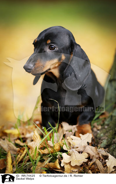 Dackel Welpe / Dachshund Puppy / RR-74425