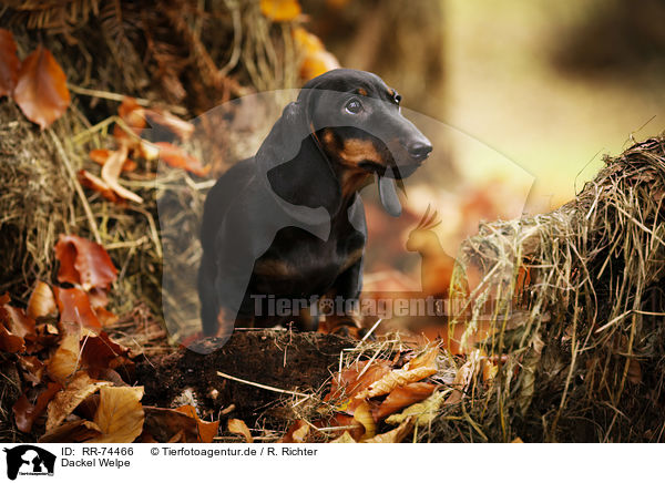 Dackel Welpe / Dachshund Puppy / RR-74466