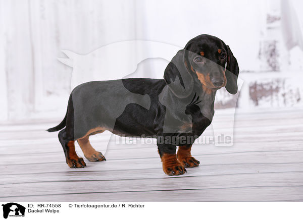 Dackel Welpe / Dachshund Puppy / RR-74558