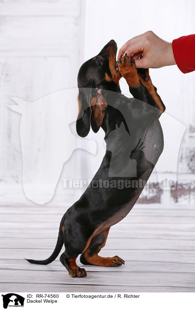 Dackel Welpe / Dachshund Puppy / RR-74560