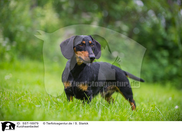 Kurzhaardackel / shorthaired dachshund / SST-16979