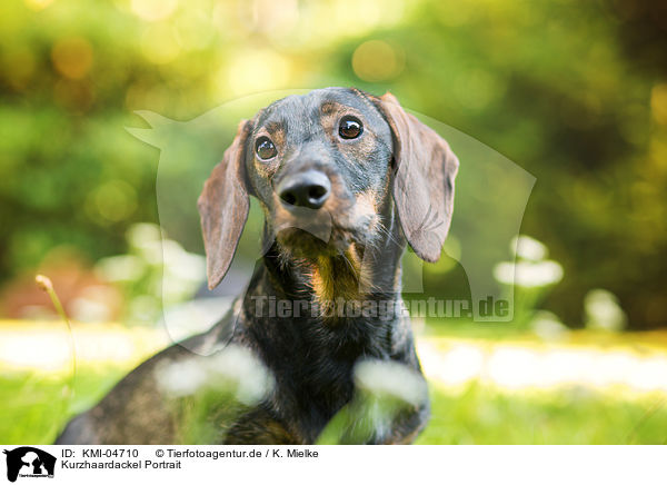 Kurzhaardackel Portrait / shorthaired Dachshund Portrait / KMI-04710