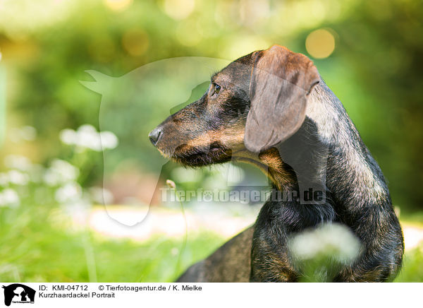 Kurzhaardackel Portrait / shorthaired Dachshund Portrait / KMI-04712