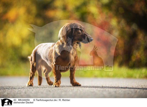 stehender Dackel / standing Dachshund / RR-94859