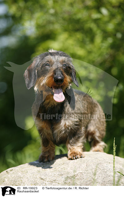 Rauhaardackel / dachshund / RR-19923