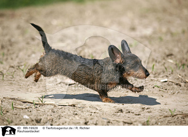 Rauhaardackel / dachshund / RR-19928