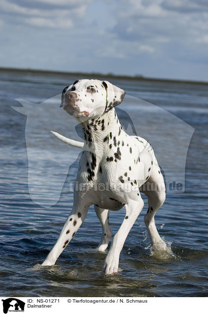 Dalmatiner / Dalmatian / NS-01271