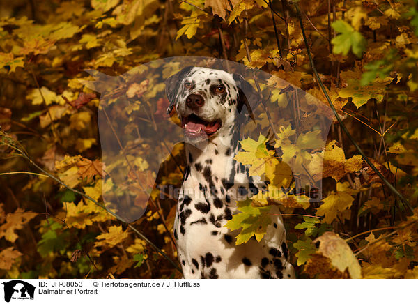Dalmatiner Portrait / Dalmatian Portrait / JH-08053