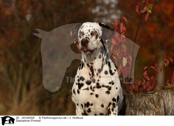 Dalmatiner Portrait / Dalmatian Portrait / JH-08058
