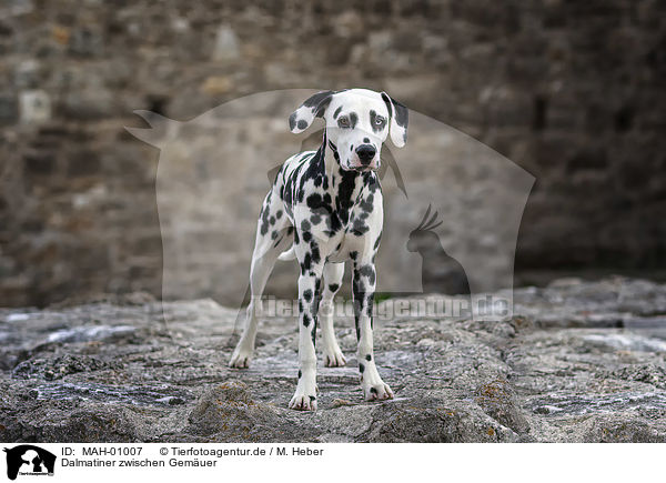 Dalmatiner zwischen Gem�uer / Dalmatian between walls / MAH-01007