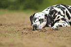 Dalmatiner