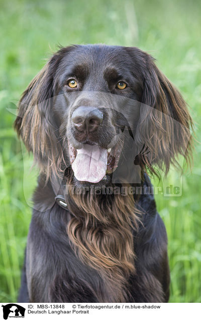 Deutsch Langhaar Portrait / German longhaired Pointer Portrait / MBS-13848