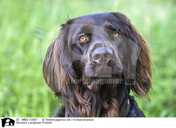 Deutsch Langhaar Portrait / German longhaired Pointer Portrait / MBS-13851