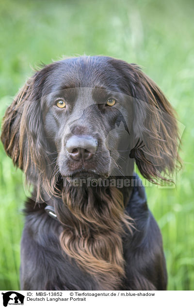 Deutsch Langhaar Portrait / German longhaired Pointer Portrait / MBS-13852