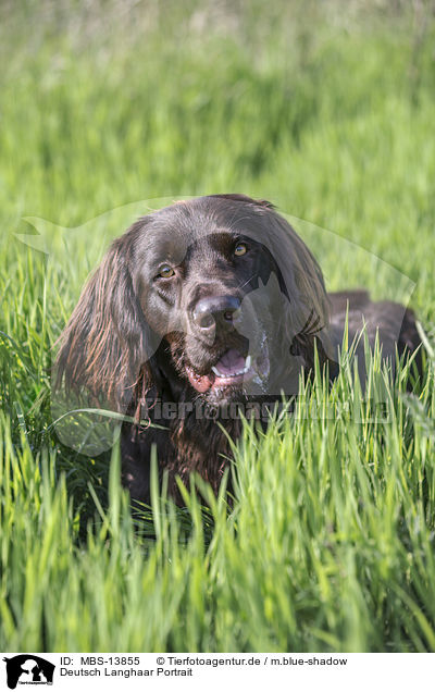 Deutsch Langhaar Portrait / German longhaired Pointer Portrait / MBS-13855