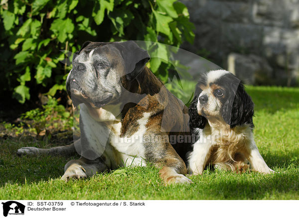 Deutscher Boxer / Boxer / SST-03759