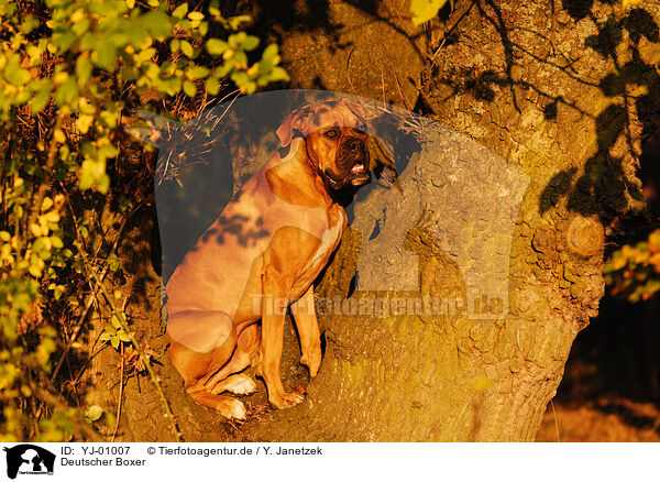 Deutscher Boxer / German Boxer / YJ-01007