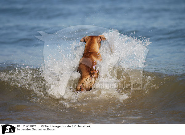 badender Deutscher Boxer / bathing German Boxer / YJ-01021